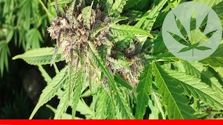 Mother Of Berries - All About This Strain
