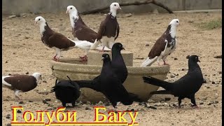 Бакинские голуби Рамиза в Баку!