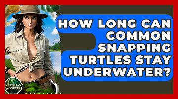 How Long Can Common Snapping Turtles Stay Underwater? - Reptilian Wonders