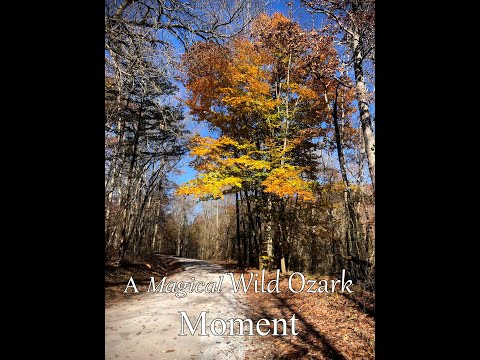 Beech in Autumn | A Wild Ozark Magical Moment