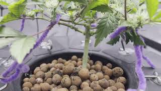 [Autoflower] Series 4 - Tricross - Pt.8 - Budding Along