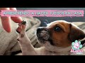 Cómo hacer JUEGOS PARA PERROS CASEROS. Fácil, con materiales que ya tienes y rápido.