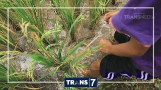 BOCAH PETUALANG - YANG MEMIKAT DARI DESA GERAMAT (1/11/16) 3-2