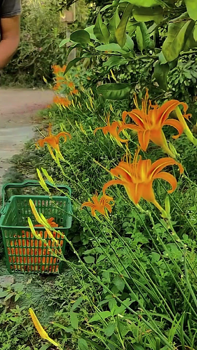 Teknik Cerdas Sederhana Cara Memanen Bunga Daylily Hasil Memuaskan #shorts