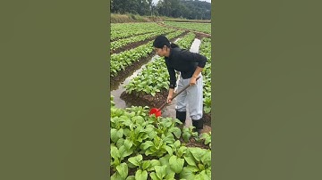 Vegetables Farming #farming #farmer #agriculture