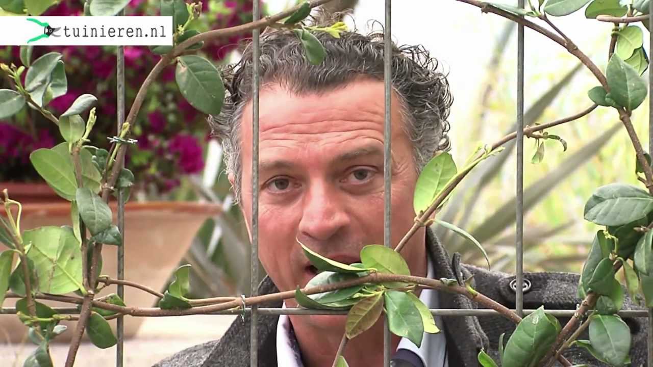 ondergronds werkzaamheid Gewaad Klimplanten vastmaken en begeleiden - Tuinieren.nl - YouTube