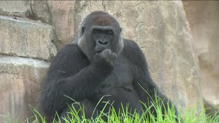 What's new at the San Diego Zoo Safari Park in Escondido