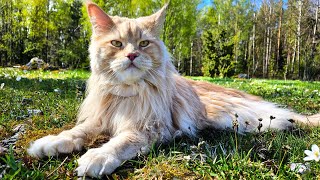 Maine Coon Buster Loves Spring!