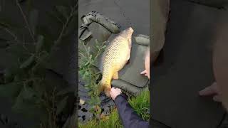 release mooie schubkarper