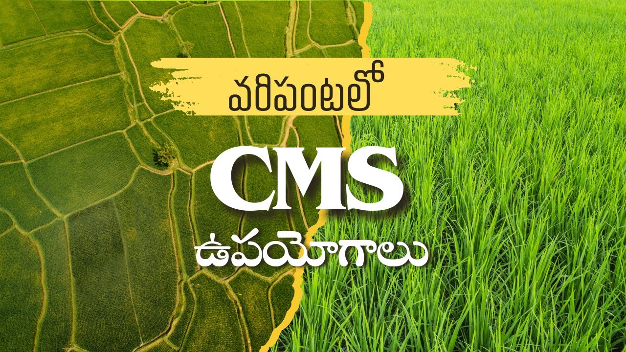 వరి పంటలో CMS ఉపయోగాలు 