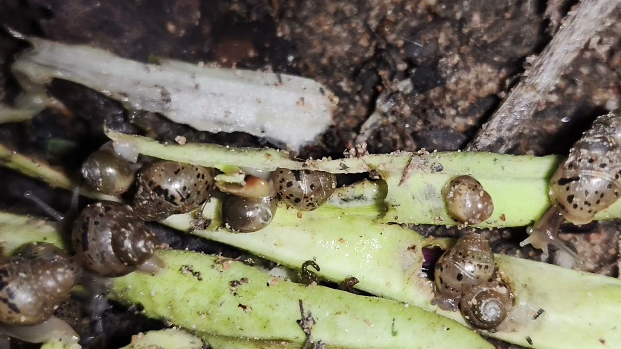 Lots of Little Mud Snail Eating Green Long Bean in The Garden