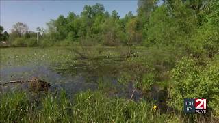 State regulators hold hearing on Google wetlands plan