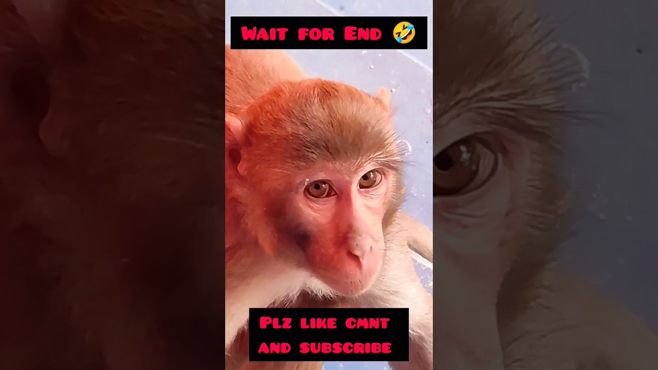 wait for the end 🤣 🐒 