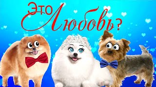 видео: Шанелька ВЛЮБИЛАСЬ?? УГАДАЙ В Кого!!! картинка: Шанелька ВЛЮБИЛАСЬ?? УГАДАЙ В Кого!!!