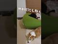 大好きな長男の帰省中は母への態度が激塩になるコーギー犬