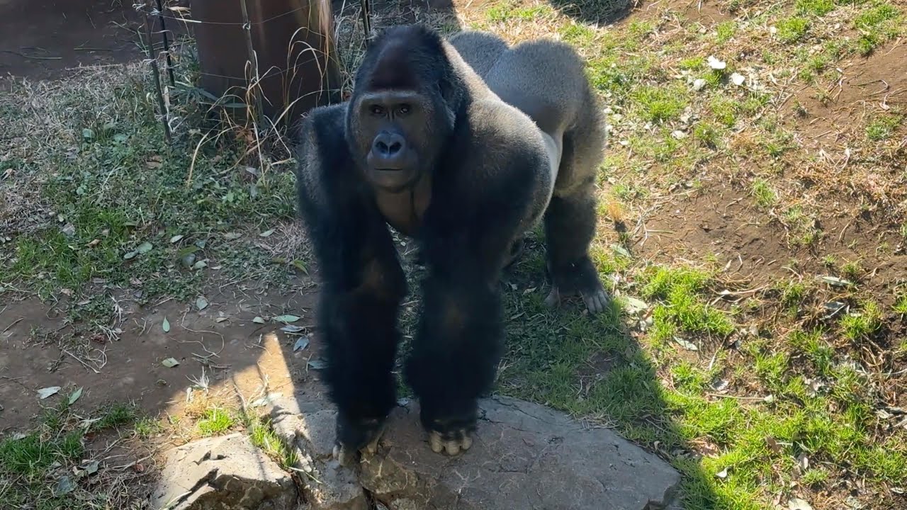 gorilla お客さんチェックのゲンタロウ【2026年‎1月29日-‎2月3日】【上野動物園】ゴリラ💗
