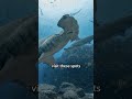Ocean cleaning stations #shorts