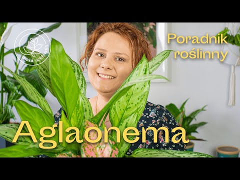 Wideo: Czy aglaonema jest rośliną pokojową?