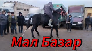 Мал Базар Сарыағаш 05 02 2024 Жылқы Айғыр Тай Сарыағаш Мал базары 05.02.2024