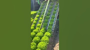 This machine harvests lettuce in such a cool way!!! 🥬🥬🥬