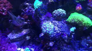 Mi ACUARIO MARINO hoy 24 oct 2022 by Guppy Lovers 139 views 1 year ago 33 seconds