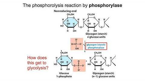 glycogen metabolism