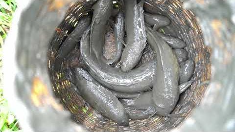 01 / Ra Ruộng Bắt Cá Cạn mùa lúa chín | Fishing