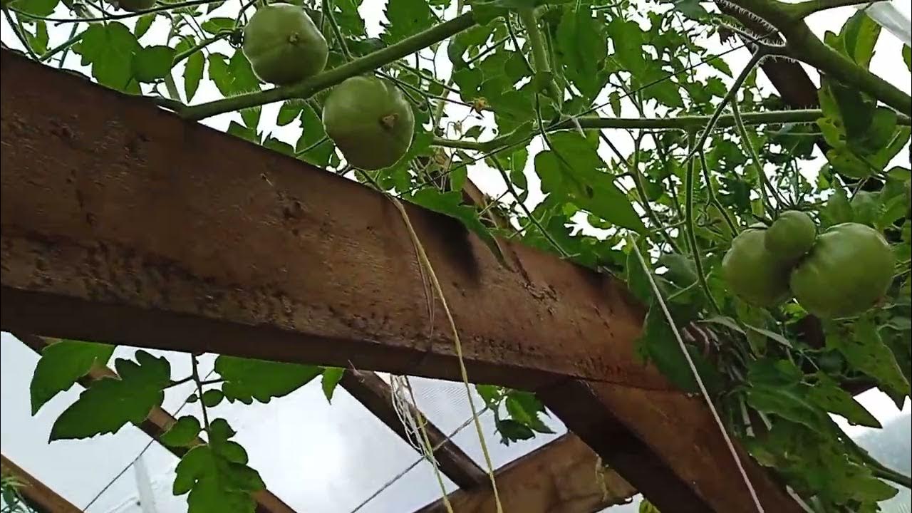 томат Кумир, из коллекции Валерия Медведева - YouTube