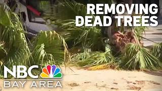 Crews begin removal of trees in San Jose’s Circle of Palms