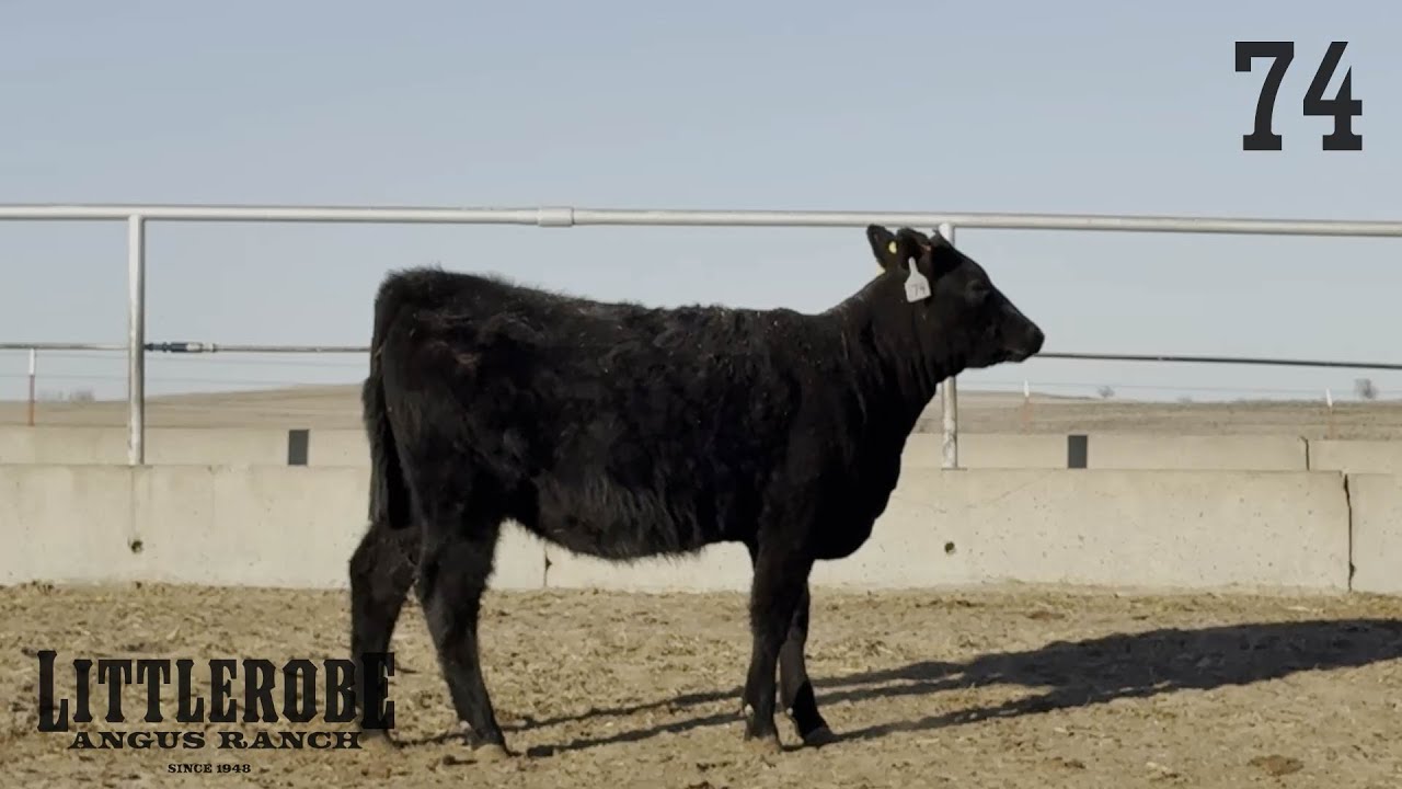 🎥 Lot 74 – Exceptional Open Angus Heifer with Maternal Strength! 🌟
