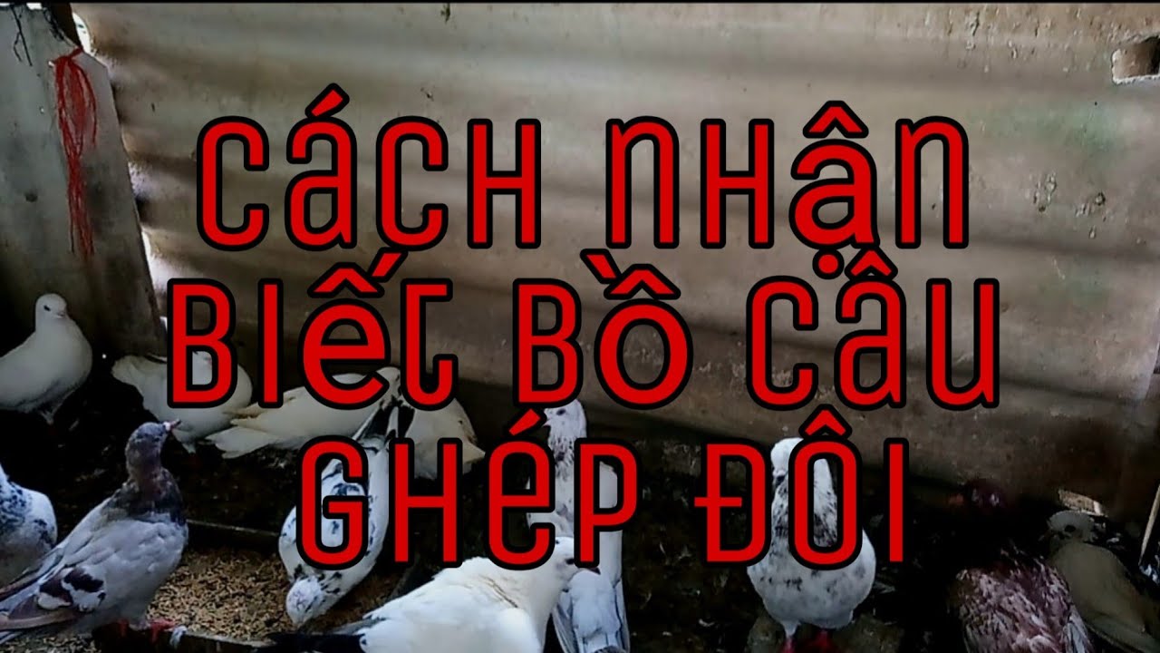 Cách nhận biết bồ câu đã ghép đôi