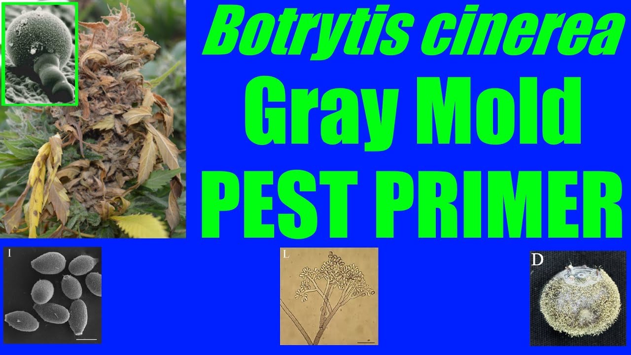 Botrytis cinerea [Gray Mold] #PestPrimer