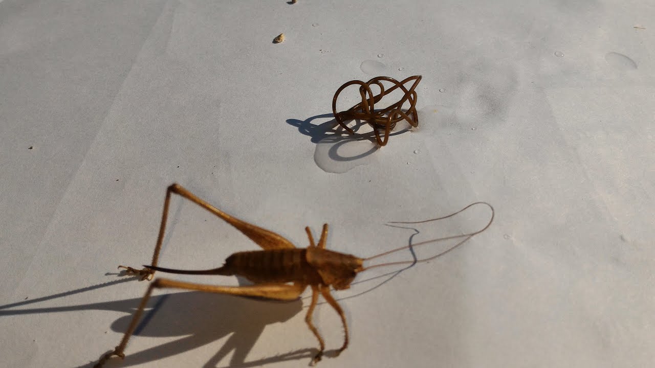 Nematomorpha Ou Vers Gordiens Youtube