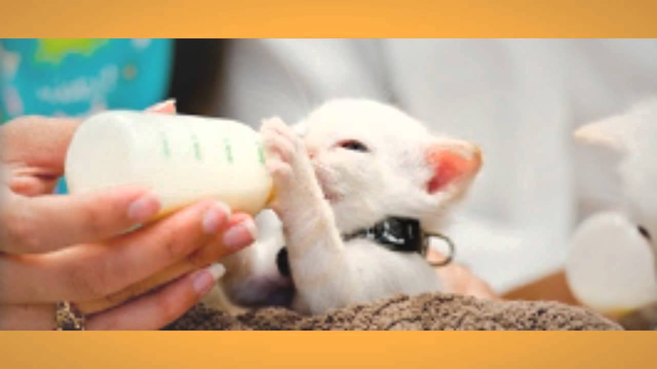 Angels' Care Animal Hospital REVIEWS Upland, CA Animal Hospital