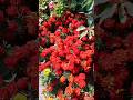 💯🌻"flowers" love of my life🌿#trending #gardening #ytshorts #shortsfeed #shorts #viralvideo