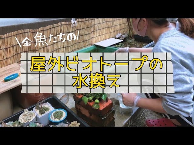 金魚の水換え！屋外プラ舟ビオトープ - YouTube