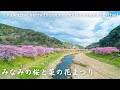 【4K】みなみの桜と菜の花まつり - Kawazu Cherry Blossom and Nanohana Festival / 2023年 / Walking tour / Japan