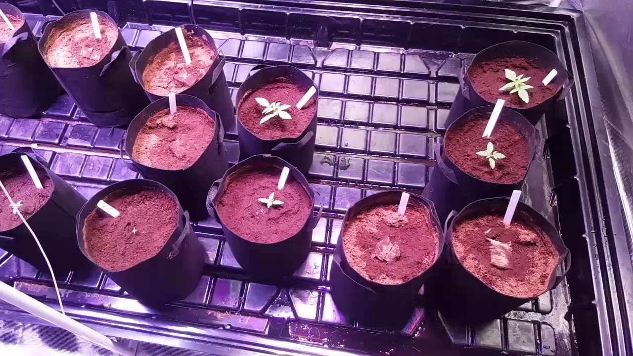 Day 11 frosty auto mephisto grow with Perfect Sun Goliath and COB