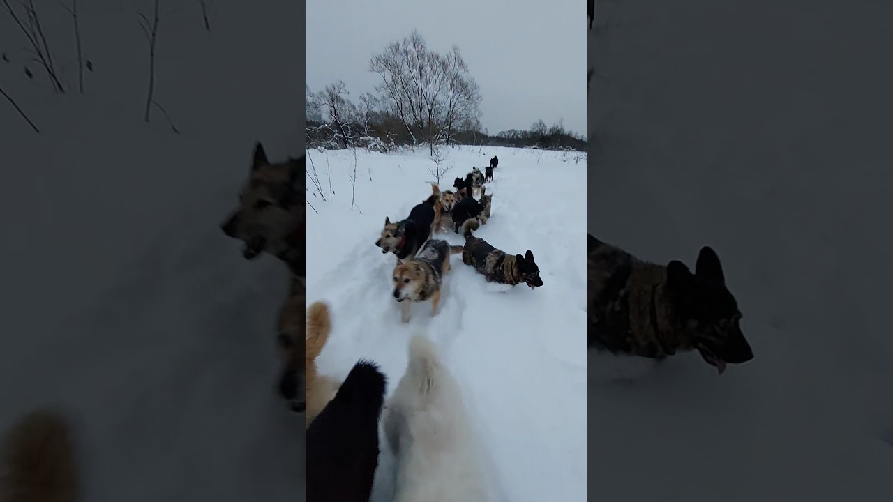 По грудь в снегу 