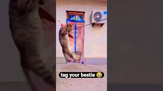 मस्ती मे बिल्ली shortsviral trendingshortsYouTube