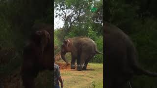 Elephant Backing Up Against Wildlife Officers to Challenge! #elephantattack #elephant #thewildtube