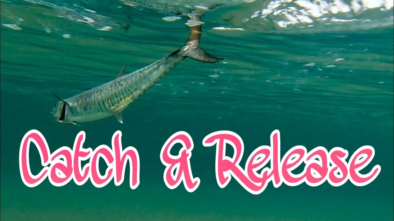 Catch and Release King Mackerel Catch & Release Himalayan Anglers