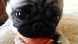 My pug miles with his bone.