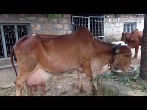 How much milk does a gir cow produce per day Indian Gir Cow Daily Milk Production 25 Ltr Youtube