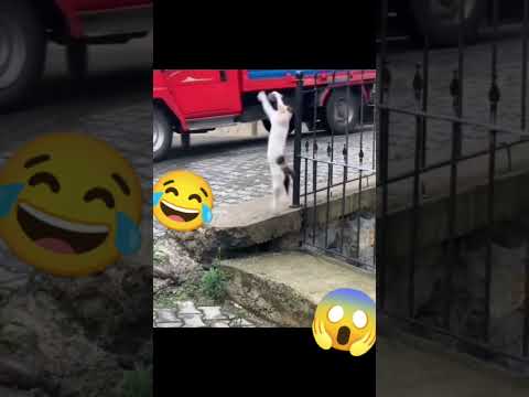 UÇAN KUŞU HAVADA