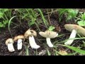 Белые грибы - секреты сбора. А также маслята и Валуи. Тайга, Рыбалка, Охота, Сибирь, Грибы
