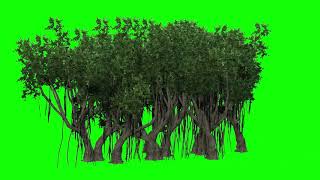 green screen banyan tree