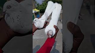 Desi Kabootar- Desi Kabutar Ki Pahchan Desi Kabutar White,, Desi Pigeons Price