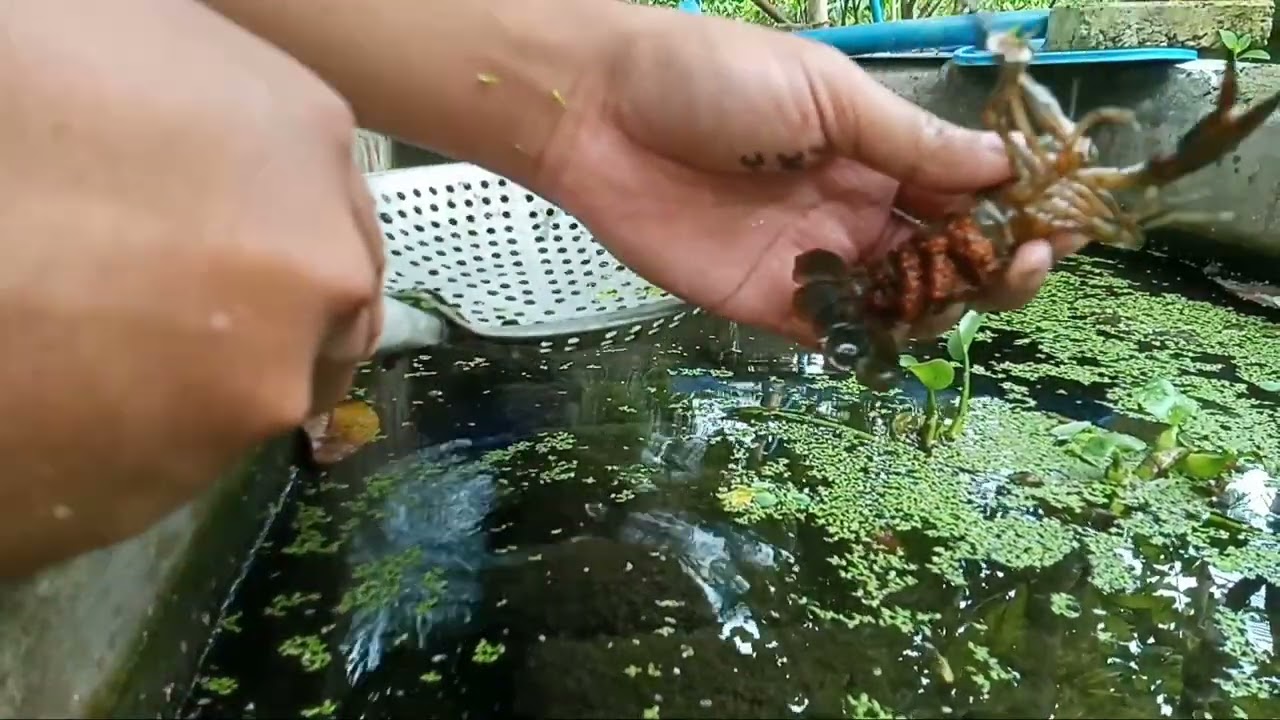 Part 1: 27-35 days na paghihintay ready to harvest na