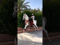صوت حوافر الخيل خيل السعودية